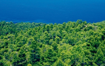 Δάσος χαλεπίου πεύκη στη Σιθωνία Χαλκιδικής - Τύπος οικοτόπου 9540