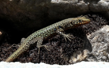 Γραικόσαυρα, Ελληνική σαύρα (Hellenolacerta graeca)