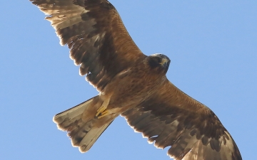 Γερακαετός, σταυραετός (Hieraaetus pennatus)