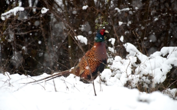 Κολχικός φασιανός (Phasianus colchicus colchicus)