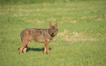 Λύκος (Canis lupus)