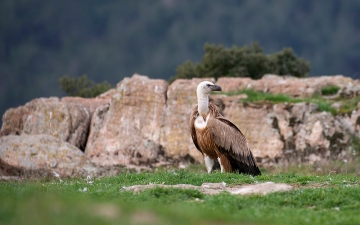 Όρνιο (Gyps fulvus)