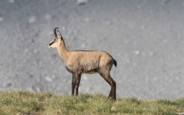 Αγριόγιδο (Rupicapra rupicapra balcanica)