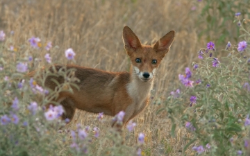 Αλεπού (Vulpes vulpes)